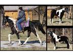 Available on [url removed] - Spotted Saddle Horse - Gaited, Show, Trail