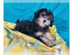Goldendoodle-Poodle (Toy) Mix PUPPY FOR SALE ADN-536597 - Toy F1b Goldendoodles