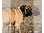 Mastiff PUPPY FOR SALE ADN-536565 - AKC Mastiff Puppies Available