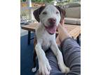 Adopt Waylon a Pit Bull Terrier