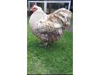 6 Chocolate Silver Laced English Orpington Eggs for Hatching - Opportunity