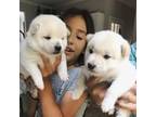 Shiba Inu Puppy for sale in Atlanta, GA, USA