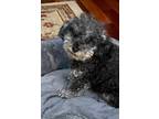 Adopt Blanche a Gray/Blue/Silver/Salt & Pepper Toy Poodle / Mixed dog in