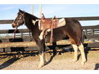 Flashy Paint Pony Mare, Rides and Drives, Ranch Work, Trail Ride, Arena Work