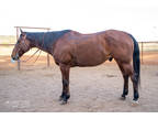 2012 AQHA bay quarter horse gelding 16h âPAPS BLUE ALIBIâ
