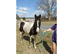 Spotted Saddle Horse Mare