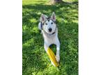 Adopt Sierra a Gray/Silver/Salt & Pepper - with White Husky / Mixed dog in