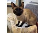 Adopt Skyler a Siamese / Mixed cat in Stouffville, ON (37066110)