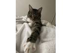 Adopt Emilio a Tiger Striped American Wirehair / Mixed (short coat) cat in