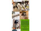 Adopt Speckles a Brown/Chocolate - with White German Shorthaired Pointer / Mixed