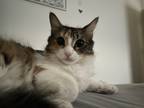 Adopt Lyla a Calico or Dilute Calico Calico / Mixed (long coat) cat in Laredo