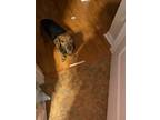 Adopt Scouty a Brown/Chocolate Dachshund dog in Valrico, FL (37063690)
