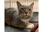 Adopt Fred a Gray or Blue (Mostly) Domestic Shorthair / Mixed (short coat) cat