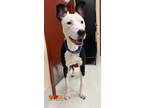 Adopt TOOTS a Black - with White American Pit Bull Terrier / Mixed dog in