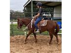 Adopt Winchester a Quarterhorse / Mixed horse in Houston, TX (37061489)