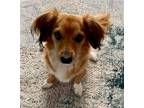 Adopt Buddy10 a Red/Golden/Orange/Chestnut Dachshund / Mixed dog in Orangeburg