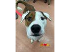 Adopt CAPTAIN MORGAN a White - with Red, Golden, Orange or Chestnut Bull Terrier