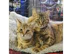 Adopt Whiskey&Brandy a Tiger Striped Domestic Shorthair (short coat) cat in