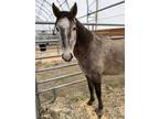 Adopt ORCHID a Gray Pony - Other / Mixed horse in Methuen, MA (37061419)
