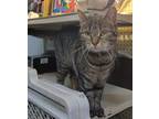 Adopt Ruby Tuesday a Tan or Fawn Tabby Domestic Shorthair (short coat) cat in