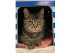 Adopt Cleo a Domestic Mediumhair / Mixed (medium coat) cat in Brockville