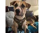 Finn, American Staffordshire Terrier For Adoption In Mocksville, North Carolina