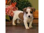 Jack Russell Terrier Puppy for sale in Memphis, TN, USA