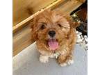 Cavapoo Puppy for sale in Long Beach, CA, USA