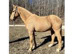 Registered Pleasure Saddle Horse
