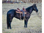 Super Well Broke Black Quarter Horse Mare, Ropes, Trail Rides, Barrel Races