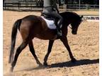 Extremely talented 9 year old Appendix Gelding