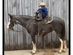 Tennessee Walking Horse - Trail, Show, Gaited, Sidepass