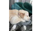 Adopt Inizio, New Beginnings Litter-DFW a Great Pyrenees