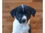 English Springer Spaniel-Great Pyrenees Mix PUPPY FOR SALE ADN-537241 - Great