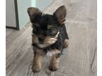 Yorkshire Terrier PUPPY FOR SALE ADN-536881 - AKC Yorkie Puppy