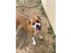 Adopt Harley a American Staffordshire Terrier