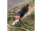 Adopt Earl (in Animal Control Immediate Foster Needed!) a Beagle