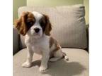 Cavalier King Charles Spaniel Puppy for sale in Cottage Grove, WI, USA