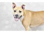 Adopt EGYPT a Brown/Chocolate Bull Terrier / Mixed dog in Ft Lauderdale