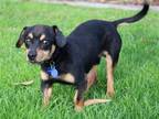 Adopt Rollo a Dachshund / Beagle / Mixed dog in Tustin, CA (37074679)