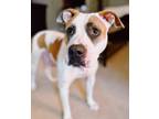 Adopt Gaia a American Pit Bull Terrier / Mixed dog in Warren, MI (37074446)