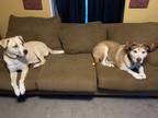Adopt Daisy & Rosco a Brown/Chocolate - with White Husky / Mixed dog in Cushing
