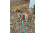 Adopt Legend a Red/Golden/Orange/Chestnut Bull Terrier / Mixed dog in Lakeland