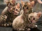 Bengal Kittens 4