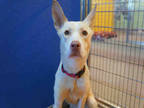 Adopt LADY a Tan/Yellow/Fawn Husky / German Shepherd Dog / Mixed dog in Norfolk