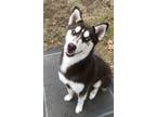 Adopt Saraphina a Red/Golden/Orange/Chestnut - with White Siberian Husky / Mixed