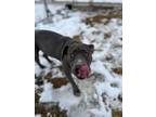 Adopt Hazel a Gray/Blue/Silver/Salt & Pepper American Pit Bull Terrier / Mixed