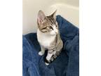 Adopt Flynn Ryder a White (Mostly) Egyptian Mau / Mixed (short coat) cat in
