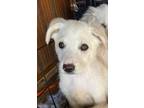 Adopt Merlo a White Australian Shepherd / German Shepherd Dog / Mixed dog in