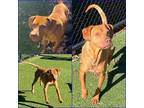 Adopt CHAOS a Red/Golden/Orange/Chestnut Jack Russell Terrier / Redbone